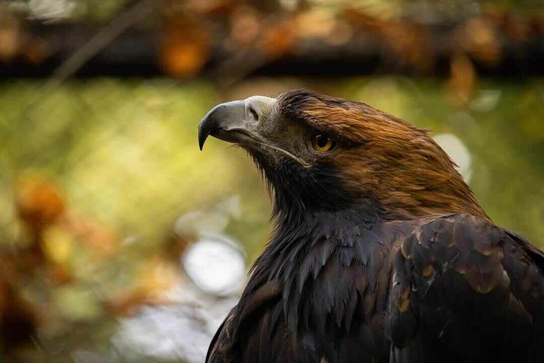 Eastern Imperial Eagle